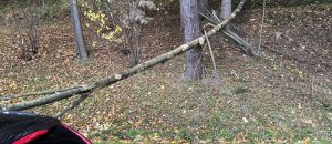 Read more about the article Einsatz „Baum auf Fahrzeug“