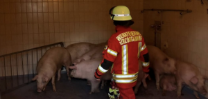 Mehr über den Artikel erfahren Einsatz: Ausgebrochene Schweine